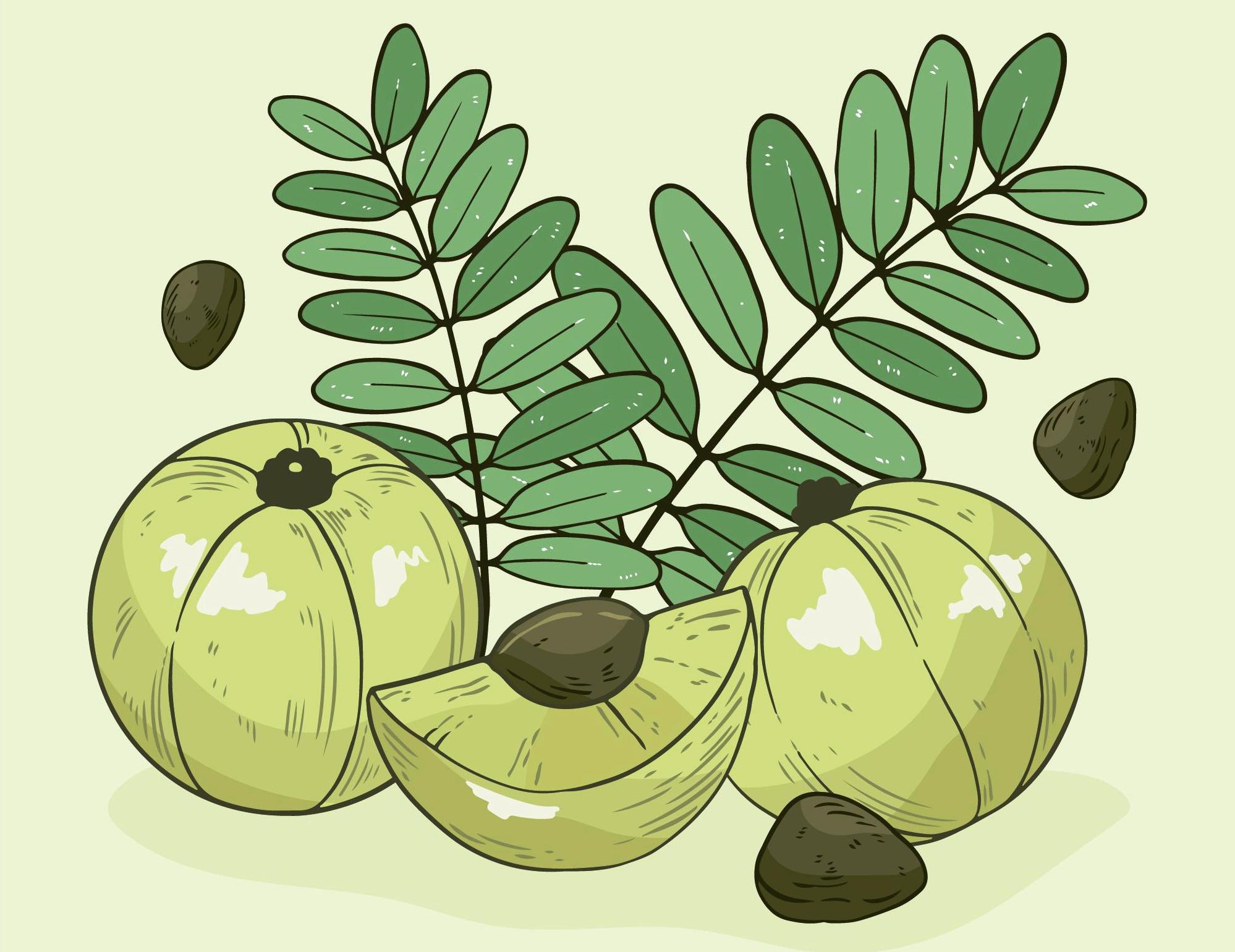 Amalaki Indian Gooseberry (Emblic Myrobalan) Health Benefits