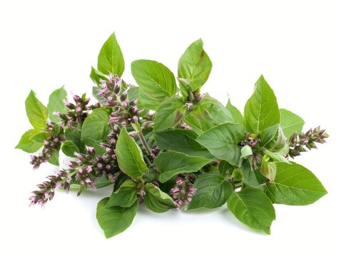 Basil Plant(Tulsi Plant)