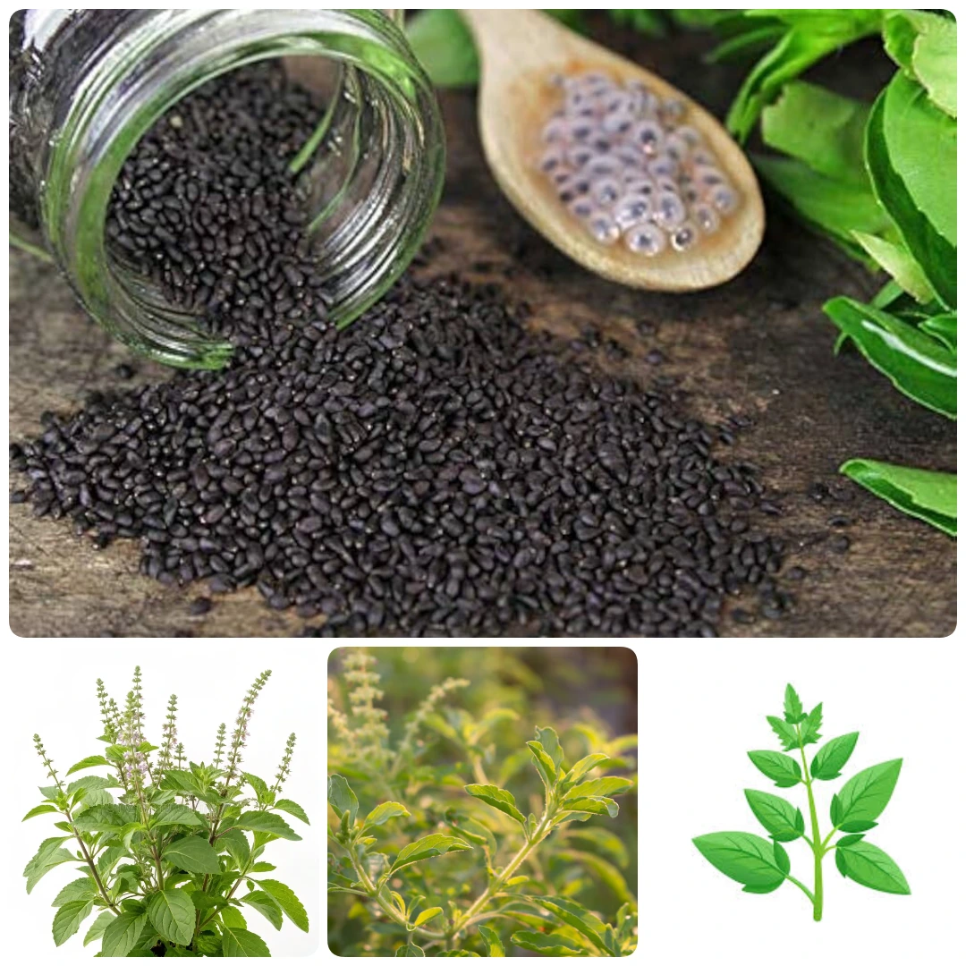 Basil seed
