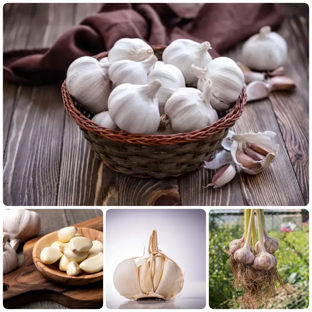 Garlic lashun