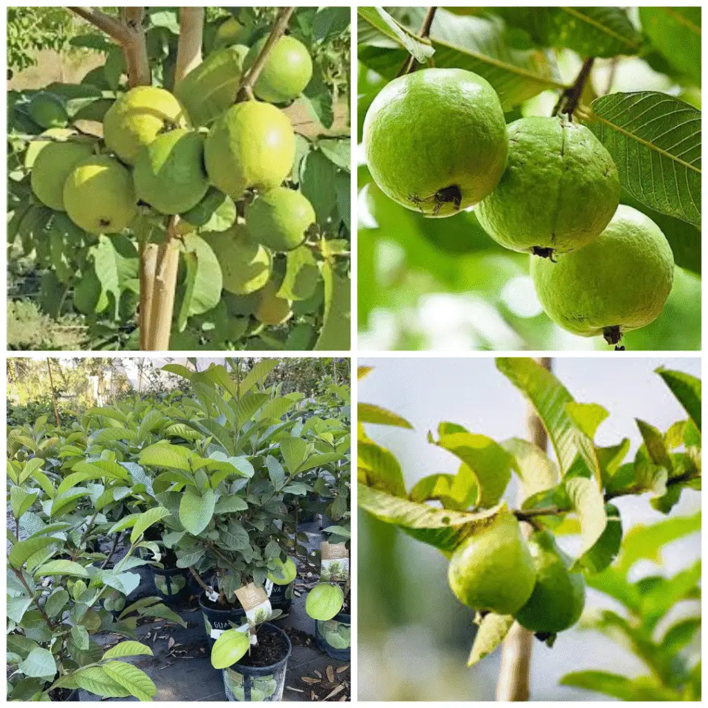 Benefits of Guava