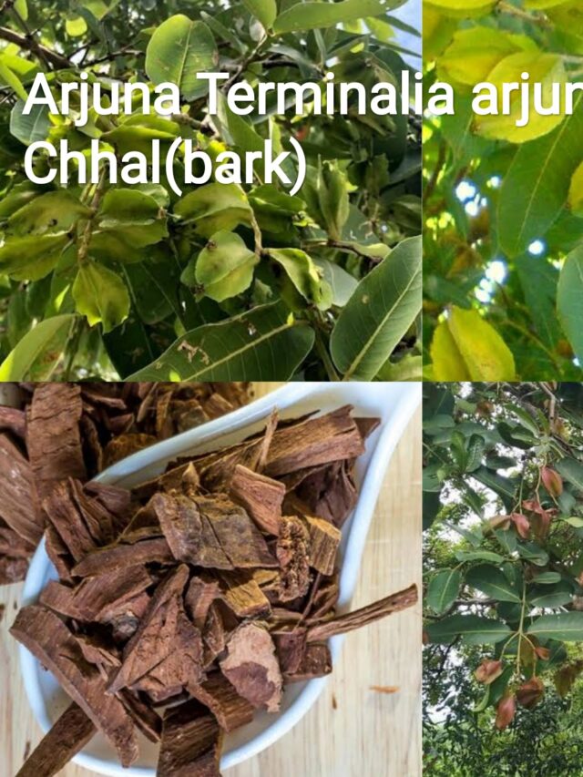 Arjuna tree