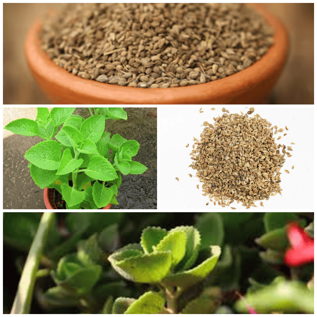 Ajwain