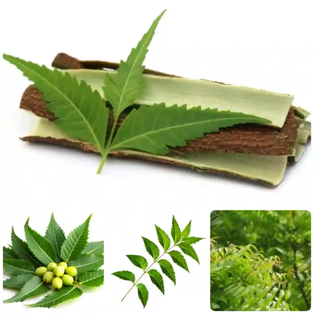 Neem leaves