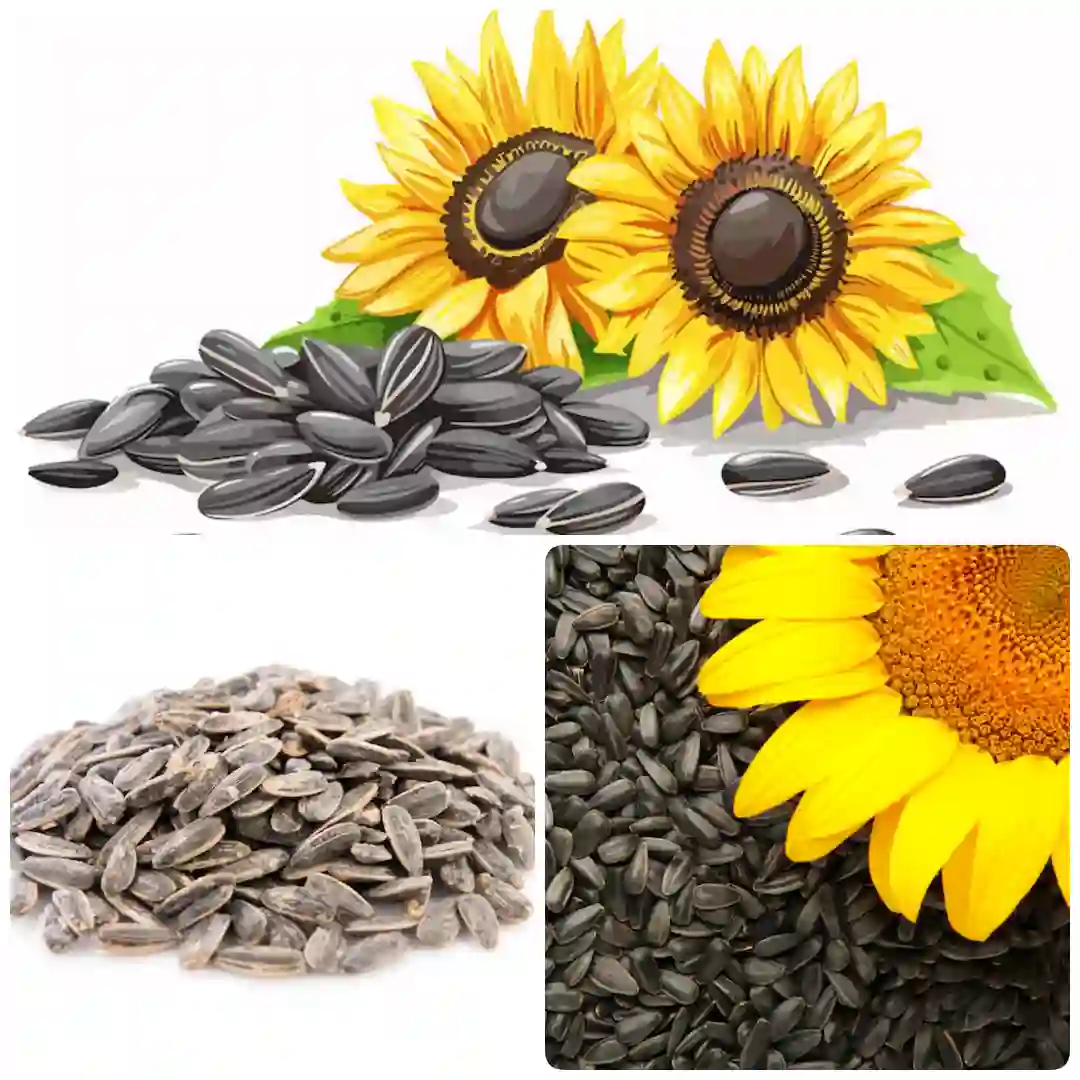 Sunflower seeds
