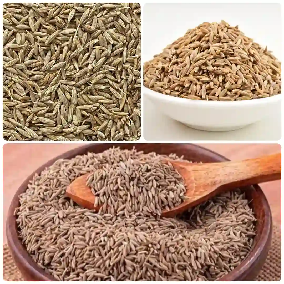 Cumin Jeera
