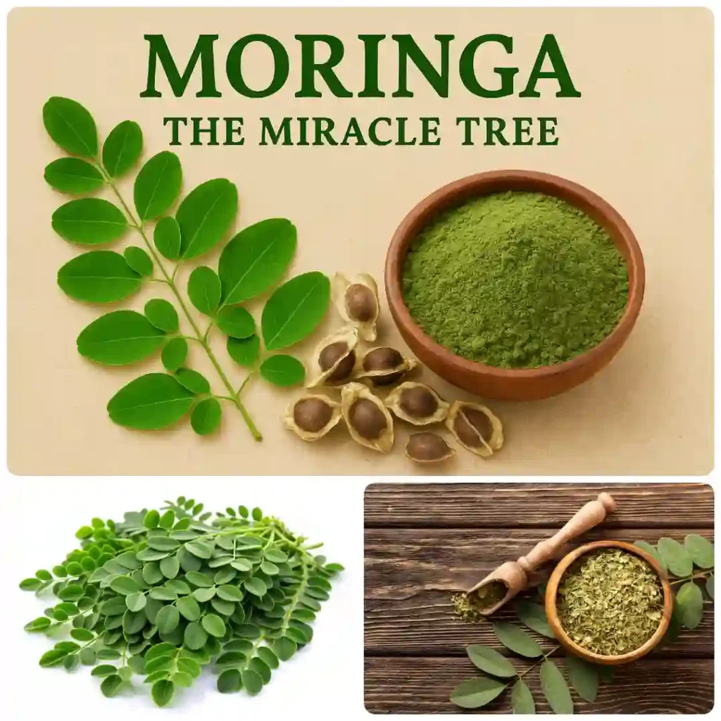 Moringa